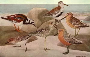 Knot: Beach Birds