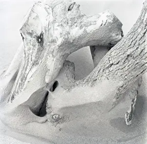 Drift: Beach driftwood