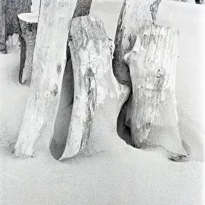Drift: Beach driftwood