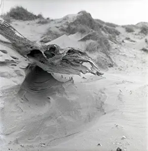 Drift: Beach driftwood