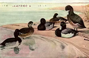 Necked: Beach Ducks