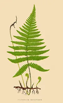 Lowe: The Beach Fern