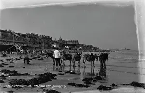 Donkeys: Beach Scene at Walpole Bay