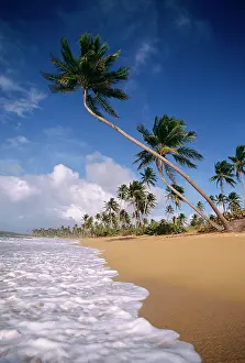 Met001: Beach Surf and Palm Trees Puerto Rico