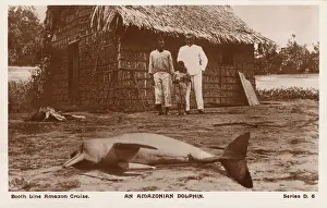 Amazonian: A beached Amazon River Dolphin