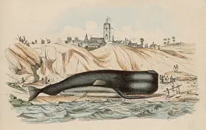 Sperm: BEACHED SPERM WHALE