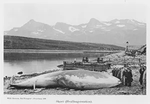 Beached: BEACHED WHALE/NORWAY