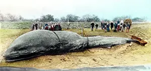 Beached: A beached whale, UK, Victorian period