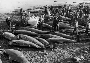Commodities: BEACHED WHALES