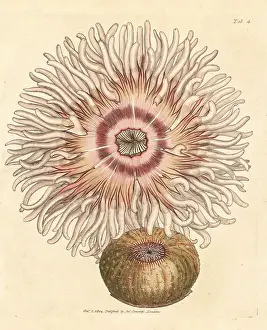 Equina: Beadlet anemone, Actinia equina