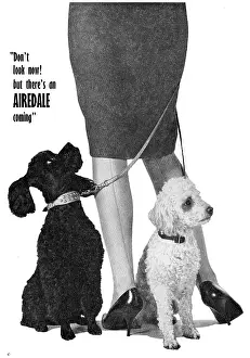 Airedale: Beagle Airedale