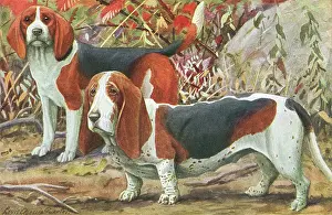 Basset: Beagle and Basset Hound