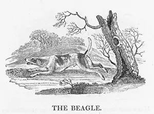Inferior: BEAGLE (BEWICK)