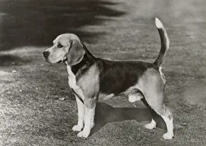 Beagles: Beagle, Ch Rozavel Elsy's Diamond Jerry