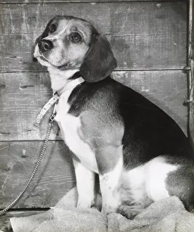 Beagles: Beagle dog with collar and chain