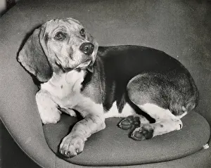 Curled: Beagle dog curled up in a chair