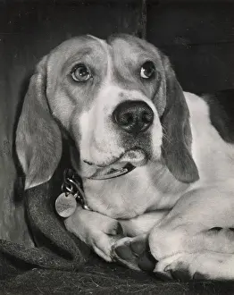 Beagles: Beagle dog lying down