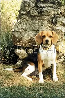 Dordogne: BEAGLE (ME PHOTO)