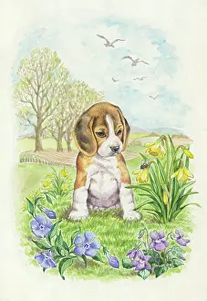 Periwinkle: Beagle Puppy looking at a bee on daffodils