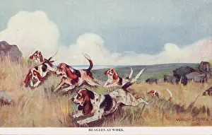 Beagles: Beagles