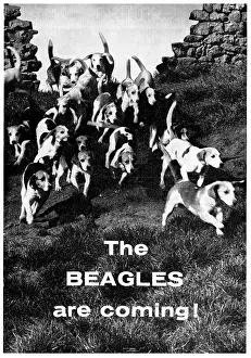 Beagles: The Beagles Are Coming!