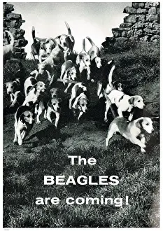 Beagles: The Beagles Are Coming!