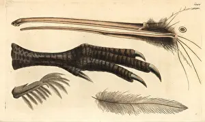 Apteryx: Beak, foot, feather and claw of the brown kiwi