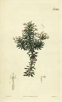 John Curtis: Beaked triggerplant, Stylidium adnatum