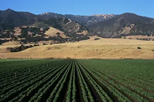Salinas: Bean field salinas valley, CA