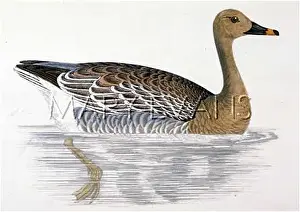 Anser: BEAN GOOSE