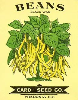 Packets: Beans Seed Packet
