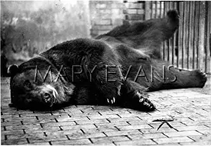 Grizzly: BEAR/ASLEEP/1930S