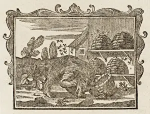 1761: The Bear and the Bees