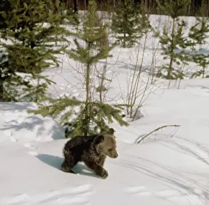 Walks: Bear cub, 1975