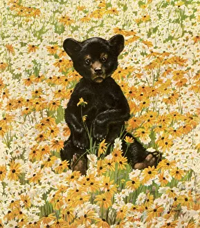 Ursa: Bear Cub in Daisies