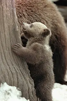 Bashkiria: Bear cubs, 1998