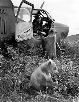 Muravin: Bear cubs near helicopter, 1962