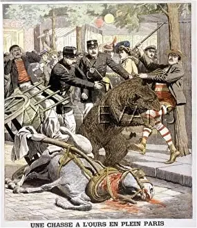 Italie: BEAR ESCAPES, PARIS