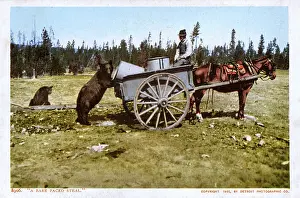 Spoked: A Bear-faced steal - Wagon raided in the USA