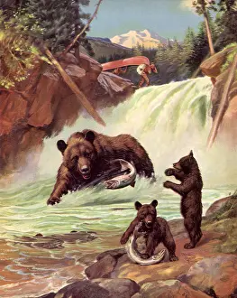 Ursa: Bear Family