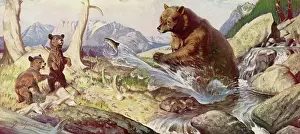 Feeds: Bear Feeds Fish to Cubs