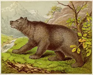 Kronheim: BEAR (KRONHEIM)