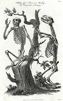 Artistically: BEAR/MONKEY SKELETONS