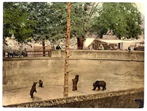 Berne: Bear pit, Berne, Switzerland