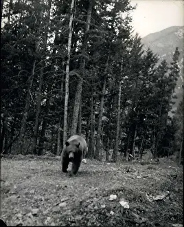 Cinnamon: Bear and trees at Banff, Alberta, Canada