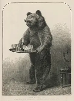 Suffield: BEAR WAITER