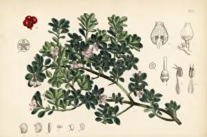 Hanhart: Bearberry, Arctostaphylos uva-ursi