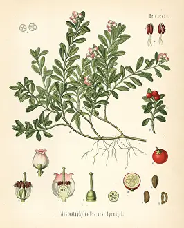 Arctostaphylos: Bearberry, Arctostaphylos uva-ursi