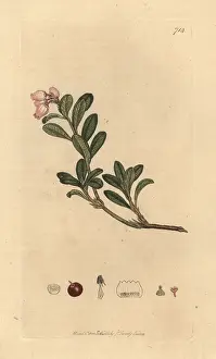 Arbutus: Bearberry, Arctostaphylos uva-ursi