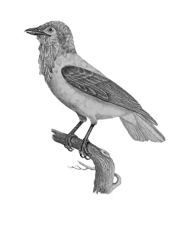 Lithographed: Bearded Bellbird